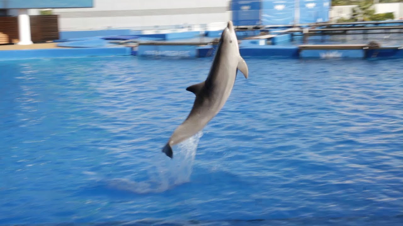 Oceanográfic Valencia exhibición delfines 12-10-2018