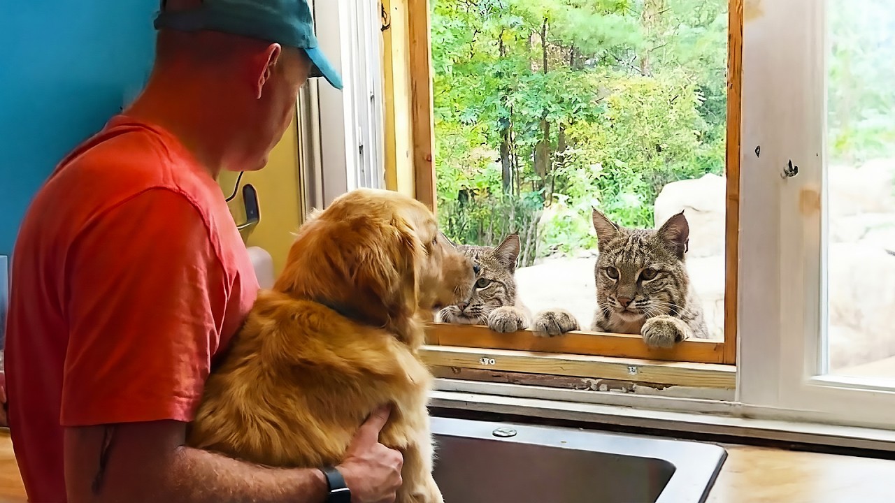 Every Day, These Bobcats Knock on the Window Just to Visit Their Dog Friend—You Won’t Believe This!