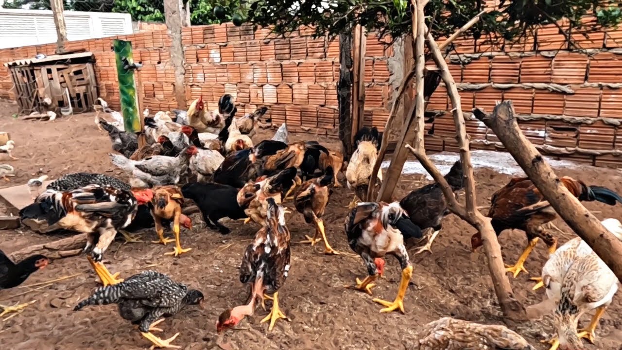 COMO  FICOU O VIVEIRO DE GALINHAS QUE EU ESTAVA CONSTRUINDO / MADEIRA BARATA E ESTRUTURA SIMPLES