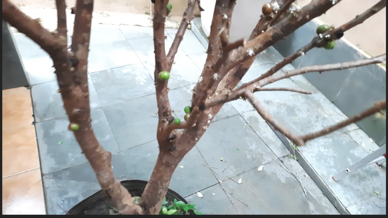 Como podar Jabuticabeira