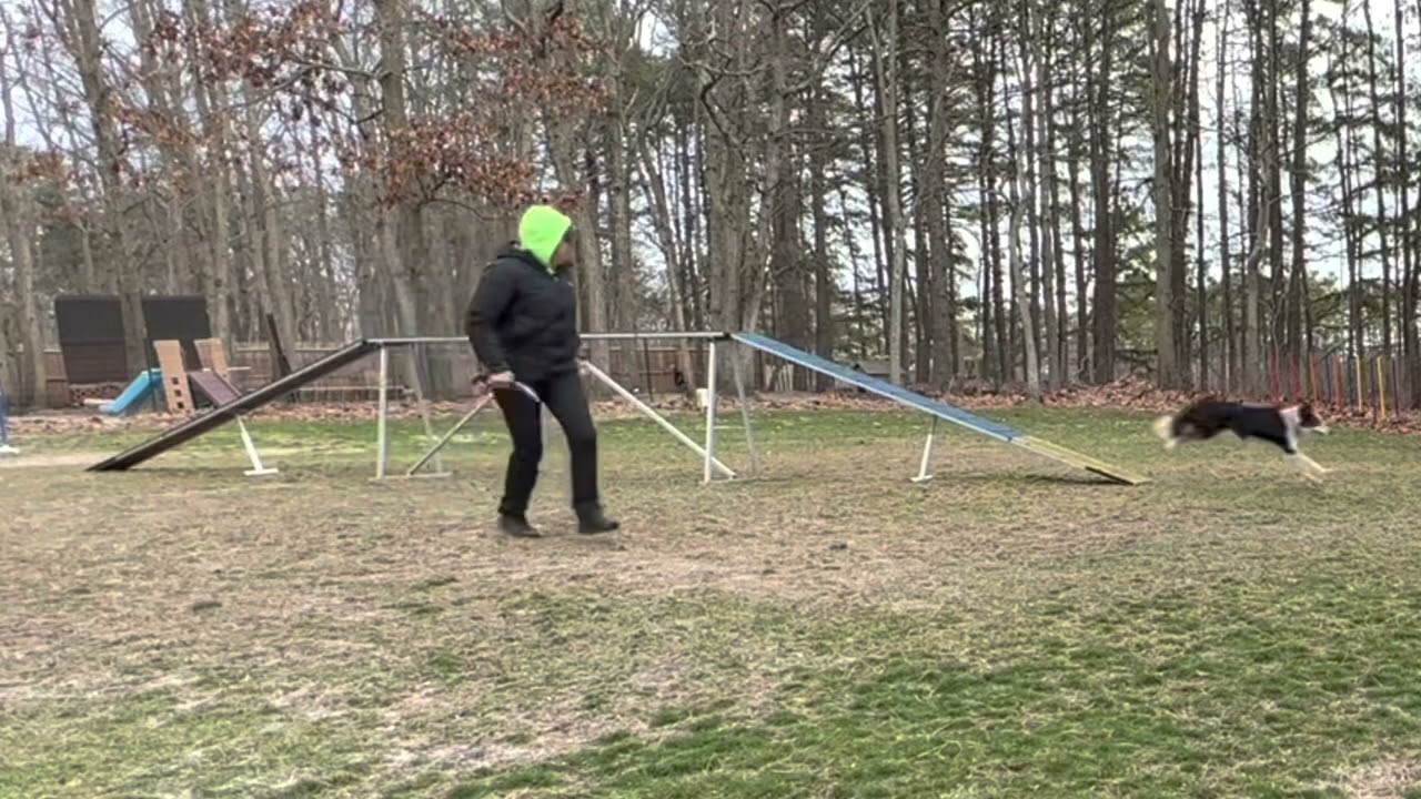 Speedoggie Agility Level Up Skill Training: Running Dogwalk Contact To Tunnel