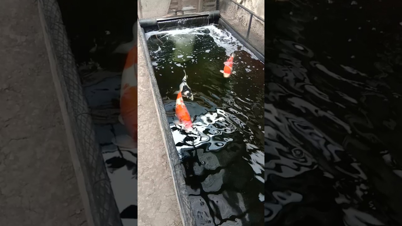DIY KOI POND Koi Fish #backyardpond #koi #pondpump #fish #fishkeepinghobby