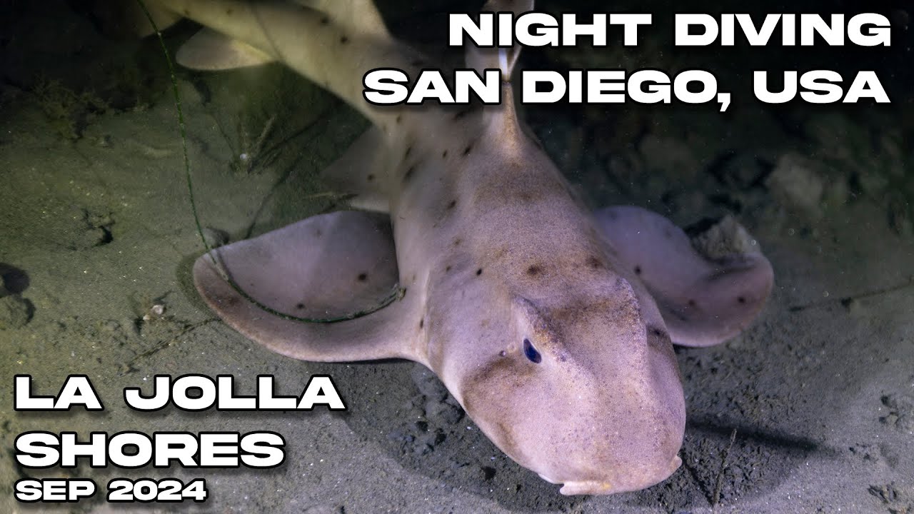 Night Diving La Jolla Shores San Diego, USA | September 10 2024 | 4k Video