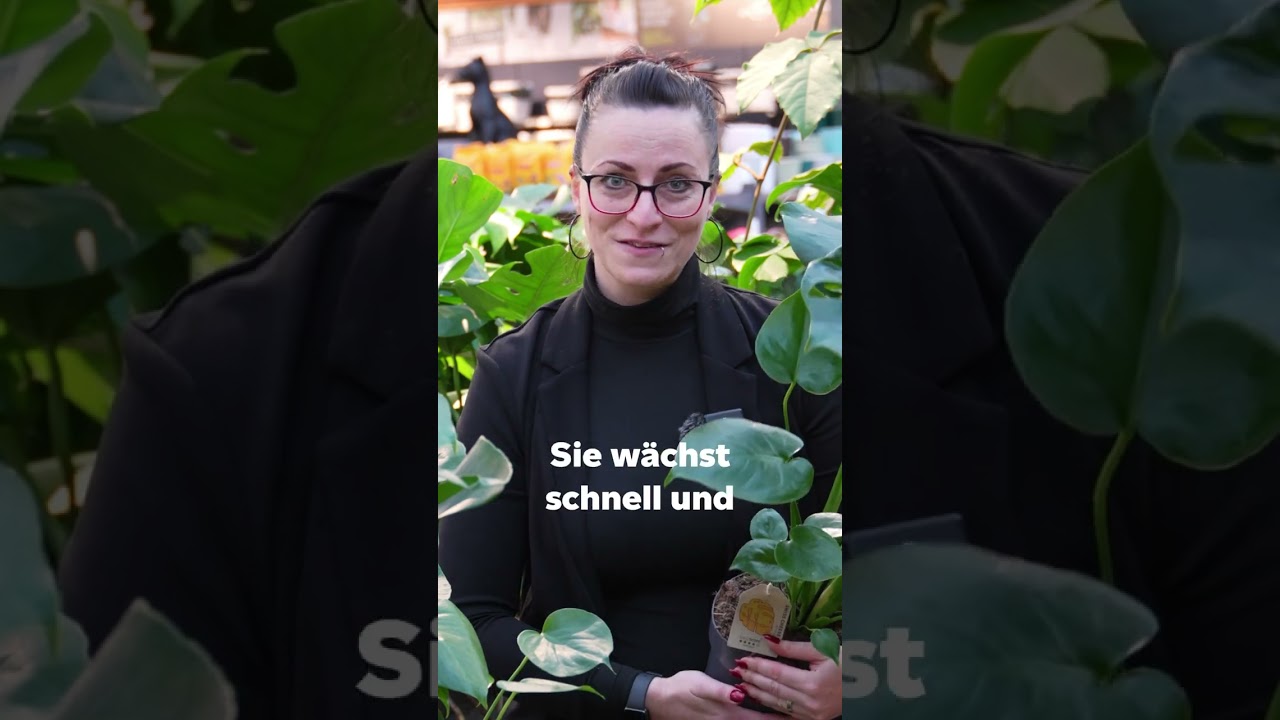 Gr&uuml;n, pflegeleicht und absolut stylisch &ndash; suchst Du noch nach der perfekten Zimmerpflanze?