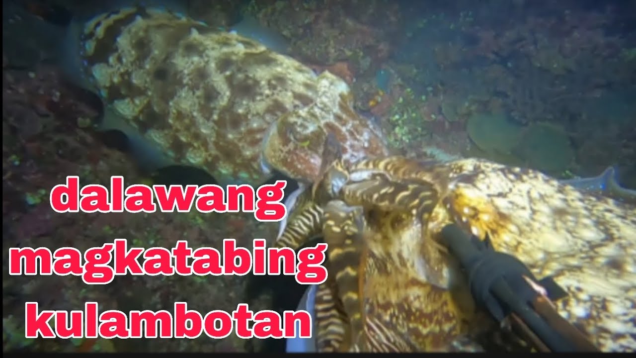 EP367 #dalawang magkatabing kulambotan #nightspearfishingphilippines 