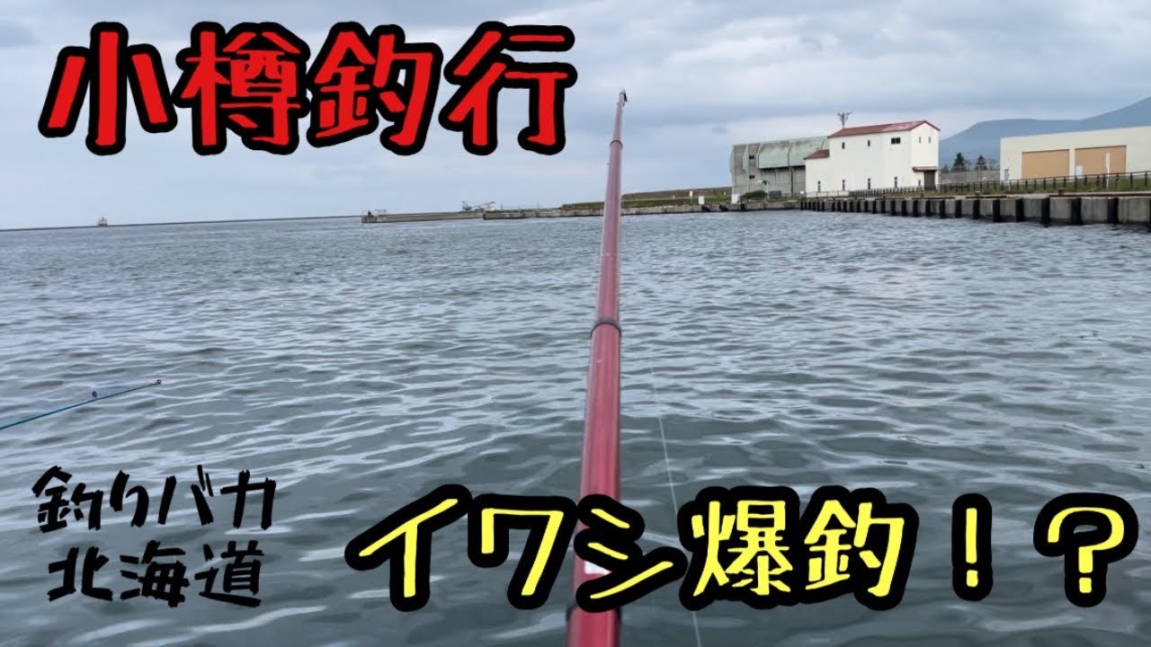 小樽でイワシ釣り　2023年7月
