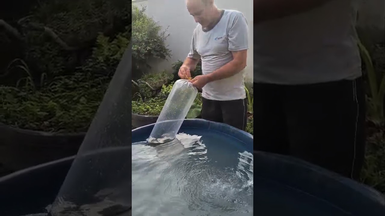 Criação de peixe na Caixa d'água #criaçãodepeixe #criaçaodetilapia #Tilápiaemtanque #criandotilapia 