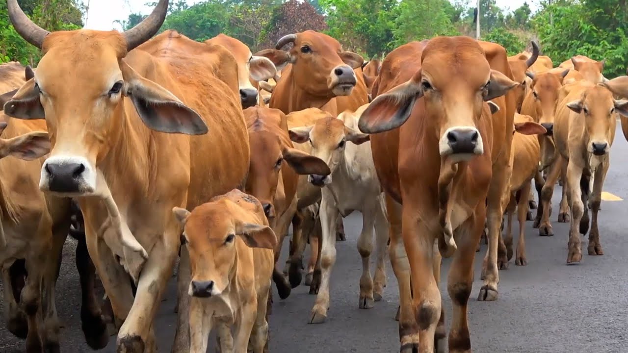 Con B&ograve; - Ba B&agrave; đi b&aacute;n Lợn Con - B&eacute; Khỏe B&eacute; Ngoan - Nhạc thiếu nhi vui nhộn