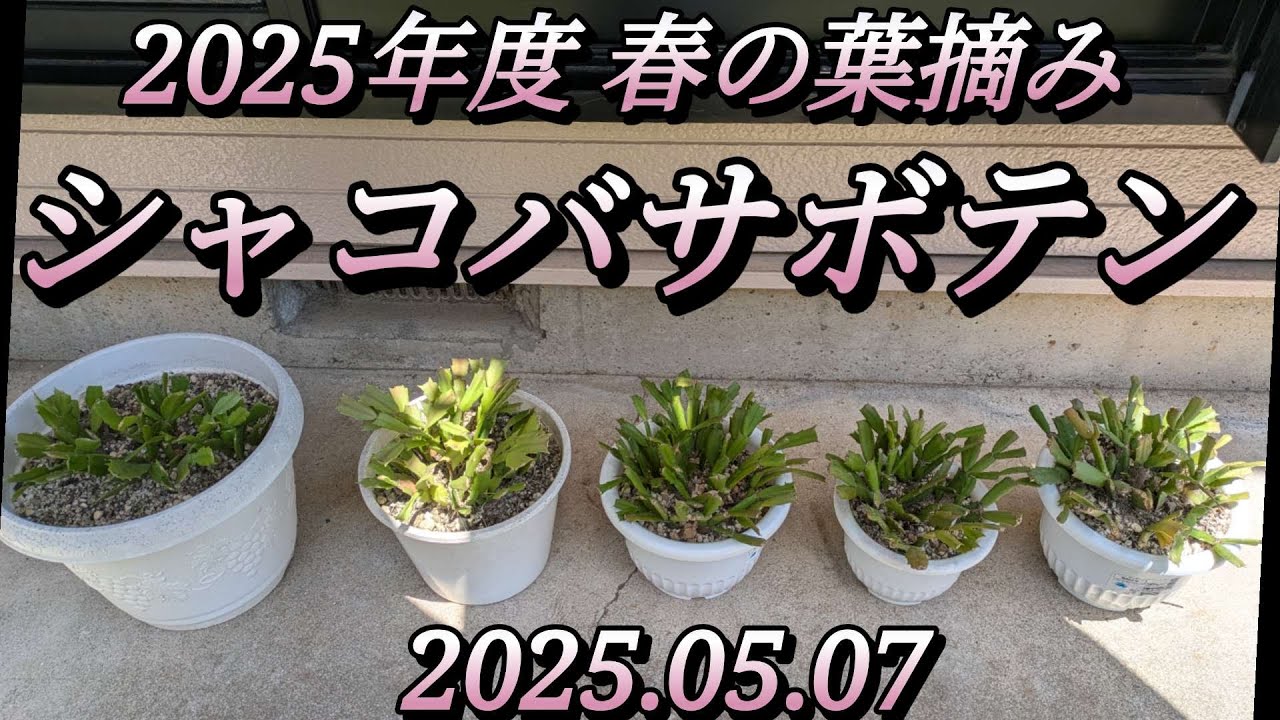 シャコバサボテン2025年度春の葉摘み（R7.05.07）