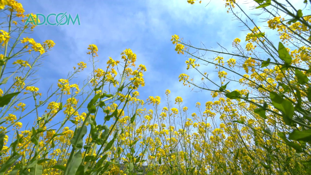 [4K]菜の花咲き広がる北竜湖