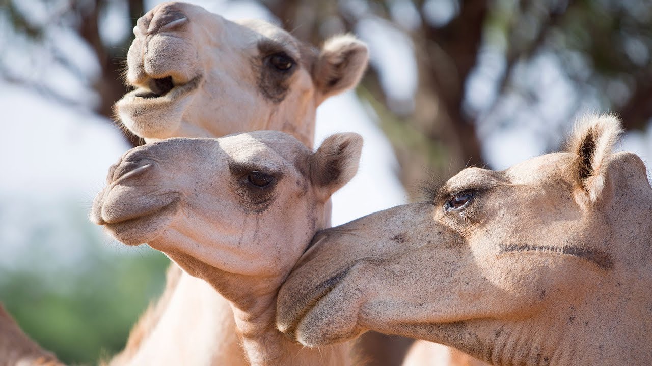 Drought Creates Market for Camel Milk in Eastern Africa | Earth Focus