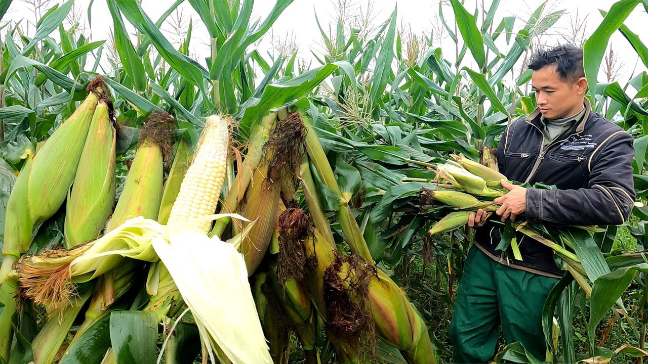 Harvest corn fields and bring them to the market to sell, wild, survival - Forest Life CT | Ep 103