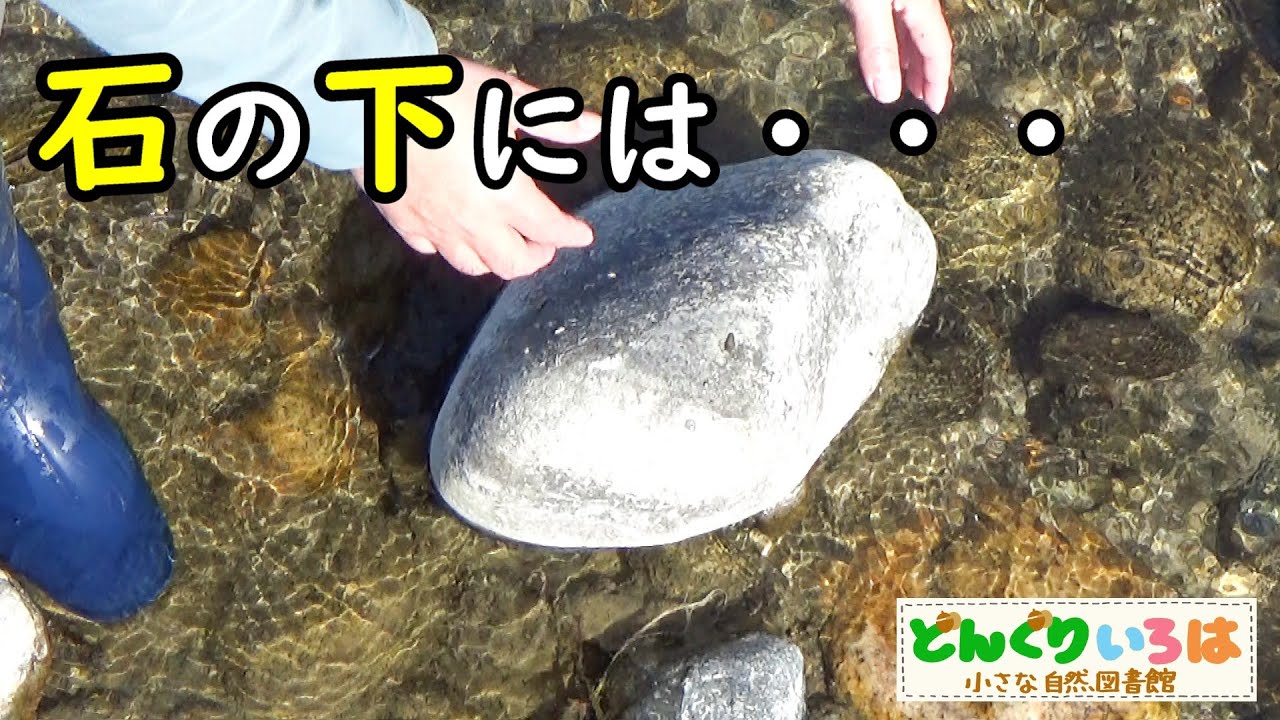 河原の石の下には・・・【カジカ・カニ・水生昆虫など】