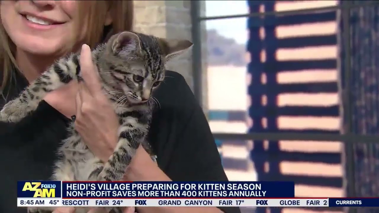 How Heidi’s Village Is Preparing for Kitten Season | 400+ Kittens Saved Annually