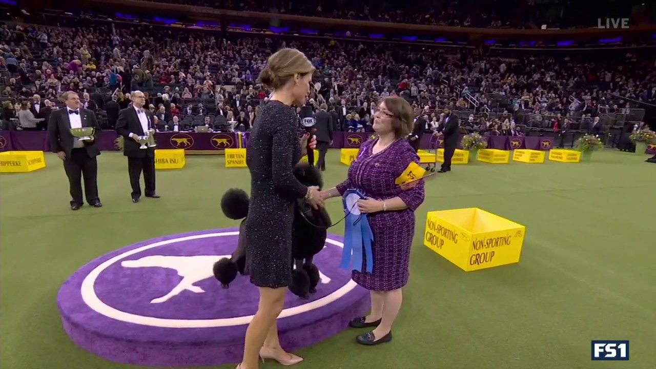 &ldquo;Siba&rdquo; The Standard Poodle Is The Winner Of The Non-Sporting Group At Westminster Dog Show