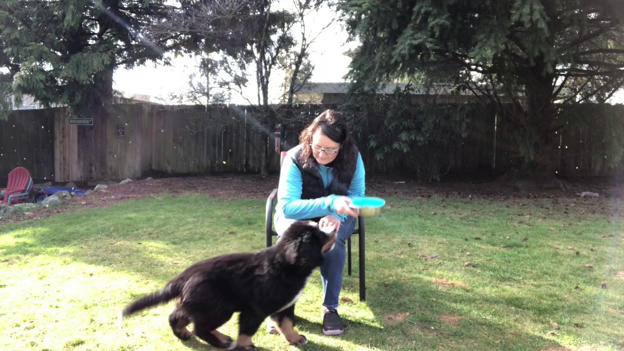 Train your dog to be patient! Train Impulse Control to a puppy or adult to help them learn patience!