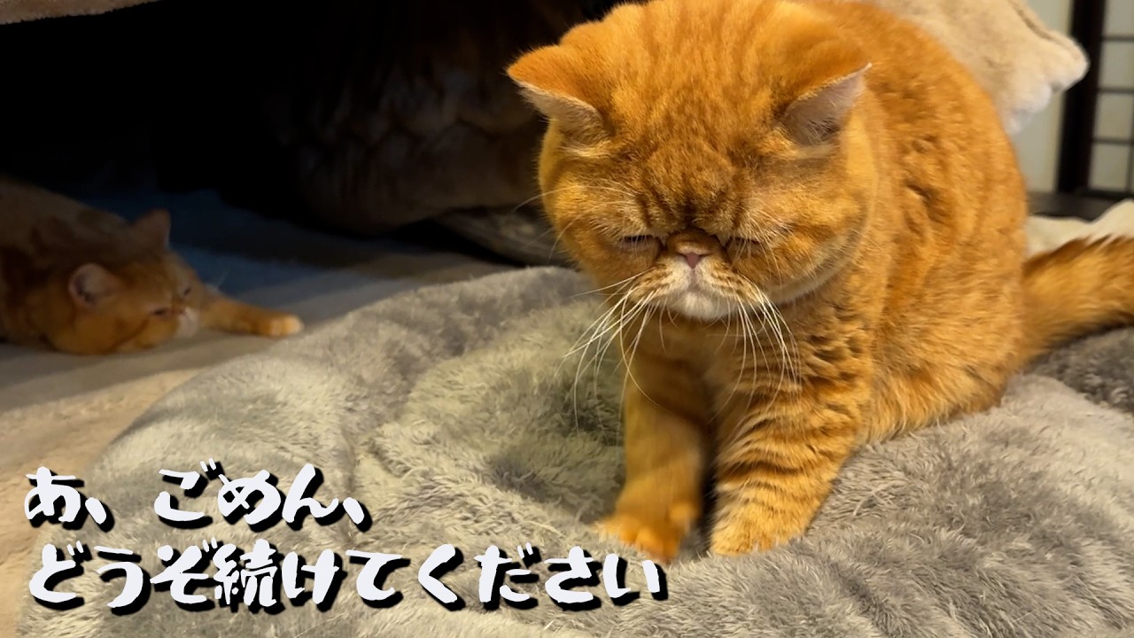 ねこ「フミフミよ、永遠に✨」