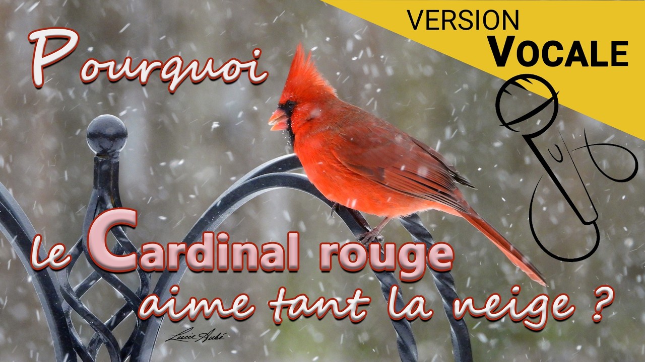 Pourquoi le Cardinal rouge aime tant la neige - Version vocale