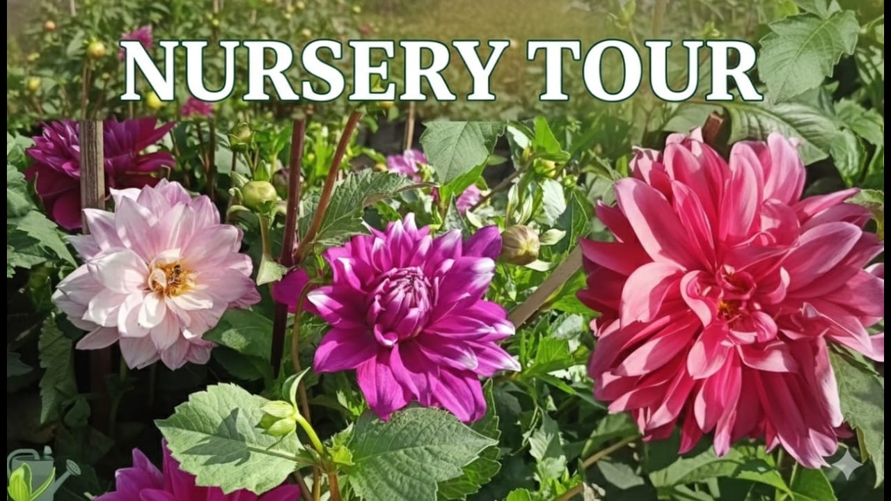Nursery Vlog 🌼| Beautiful flowers| Dahlia flowers