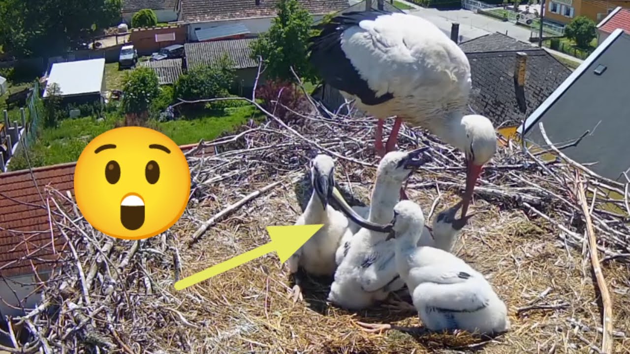 Storks chick in trouble (FULL VIDEO) | White Storks (Hungary) | May 25, 2025