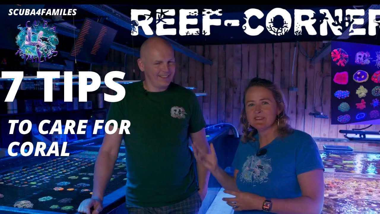How to Care for Coral - 7 KEY TIPS