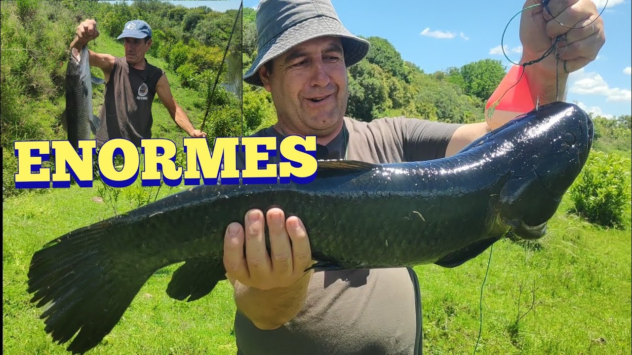 Increíble pesca de tornasoles monstruosas