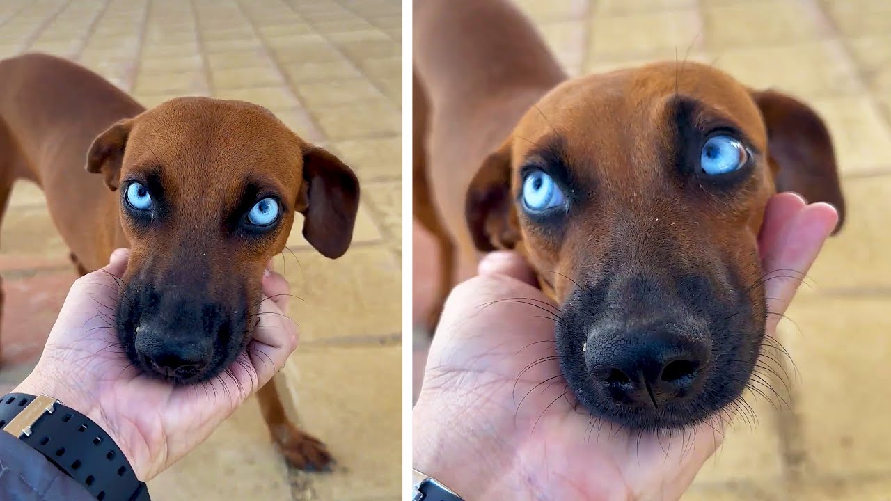 #1 Die besten Videos 2026 || ✪ Stern DuTube