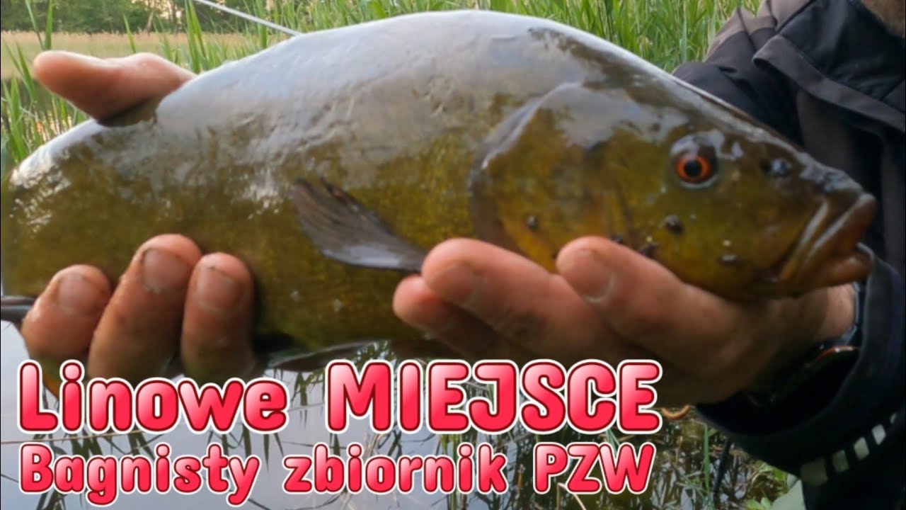 Sukces na bagnistym zbiorniku . DOBRE MIEJSCE NA LINA . NAJLEPSZE BRANIA są PRZY TRZCINACH.