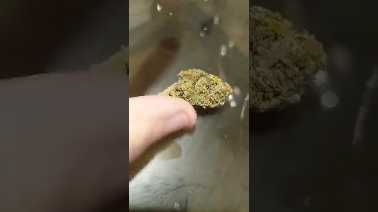 OG Skunk Fat Bong Hit + Nugshot