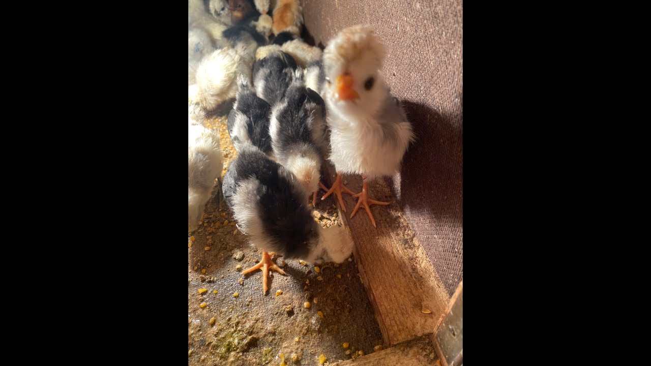 Little chiks voices #asmr #birdsavairy #birds