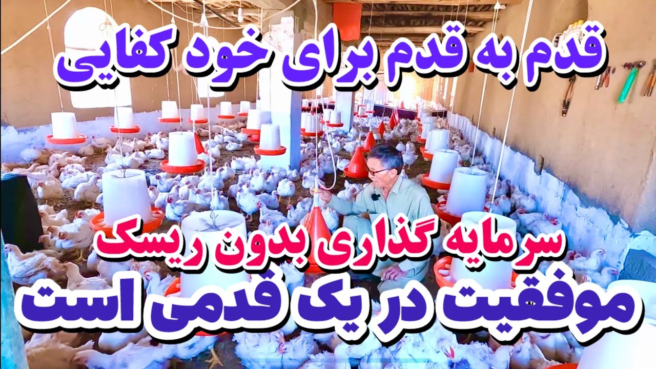 از تولید به مصرف🙏 فارم بزرگ تولید مرغ گوشتی در حوتقول جاغوری❤️🌺💪