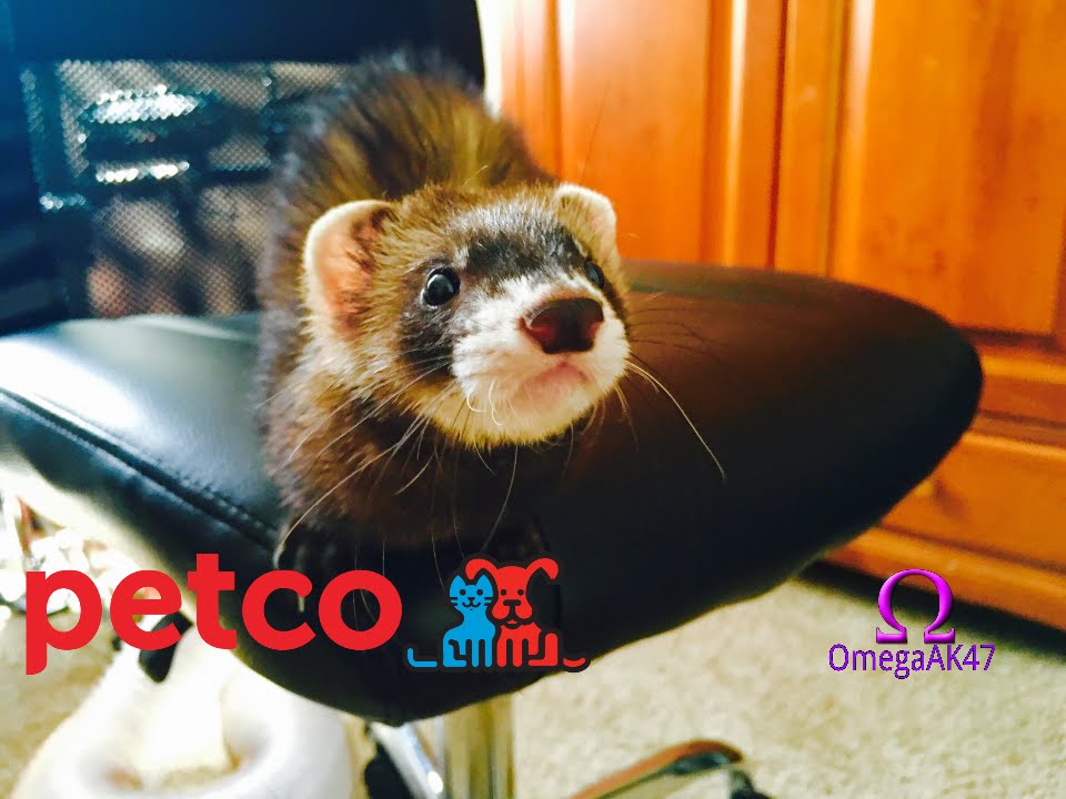 Going to buy Ferret Supplies | Ferret Play Time