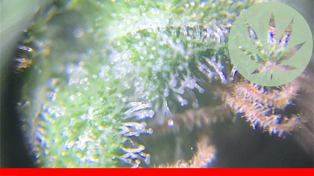 Lsd - All About This Strain