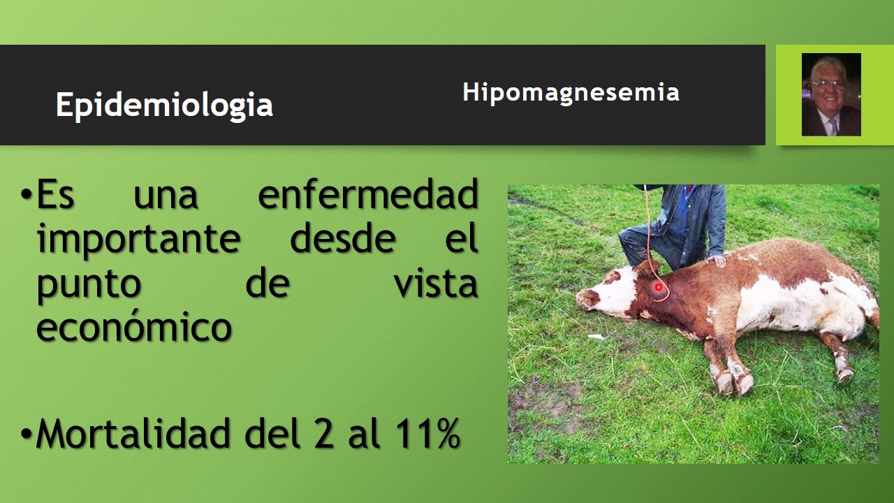 Hipomagnesemia o Tetarnia de los Pastos Parte 1