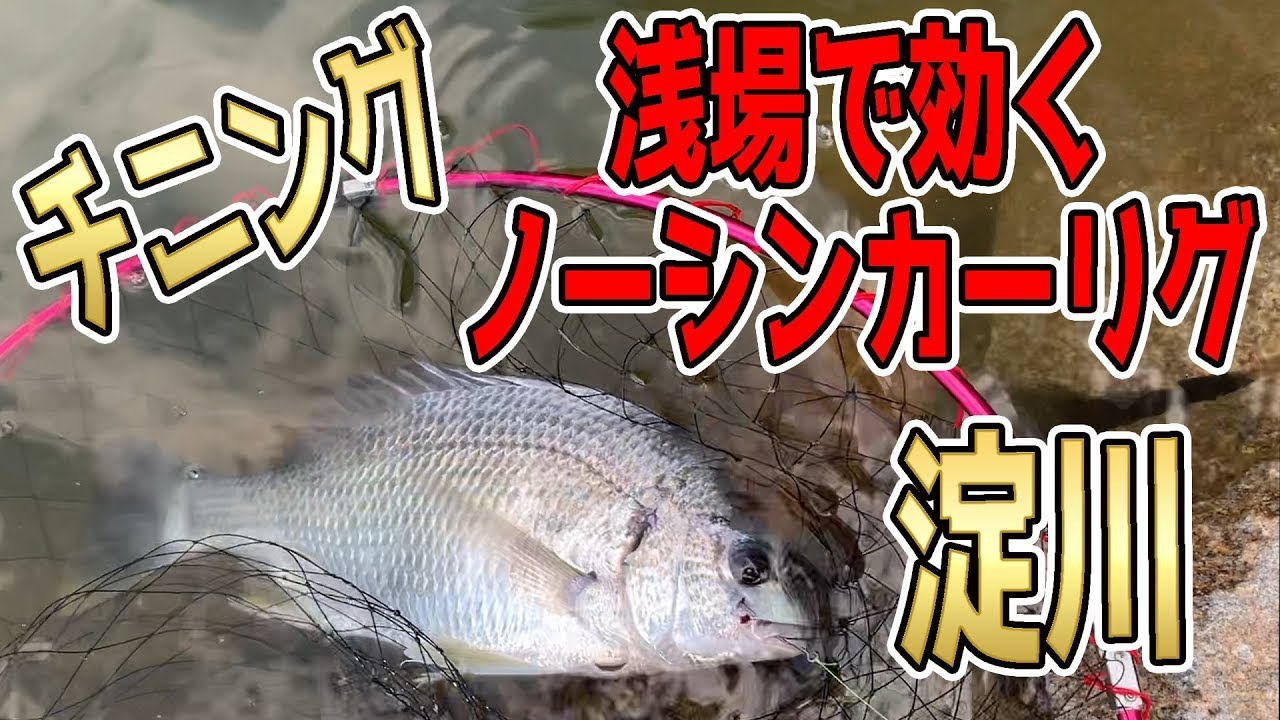 【チニング】高比重ノーシンカーリグで狙う浅場のキビレ狙い【都市型河川】