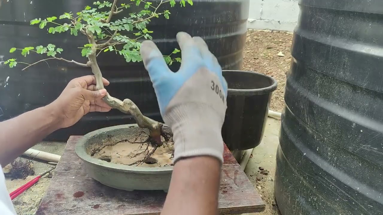 Repotting & pruning one of my favorite species - Try Bonsai 14/12/25
