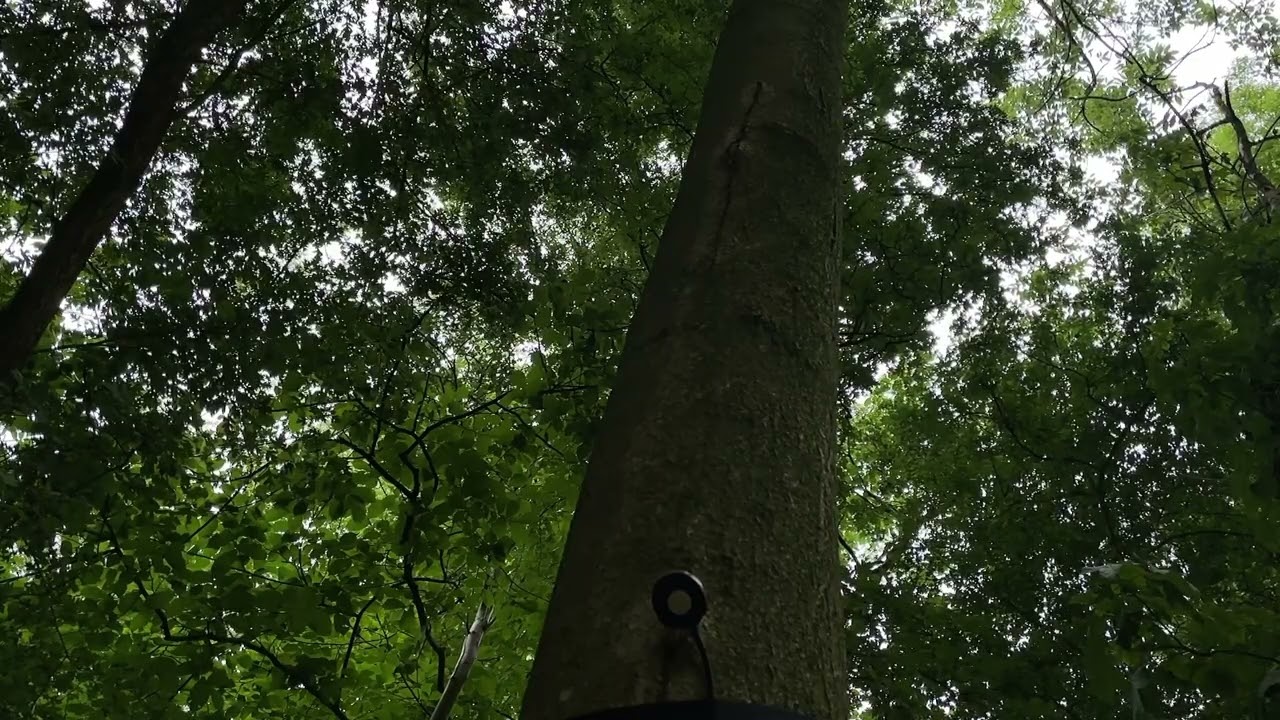 Field Recording - Rowan tree - Contact & Ecoutic mics