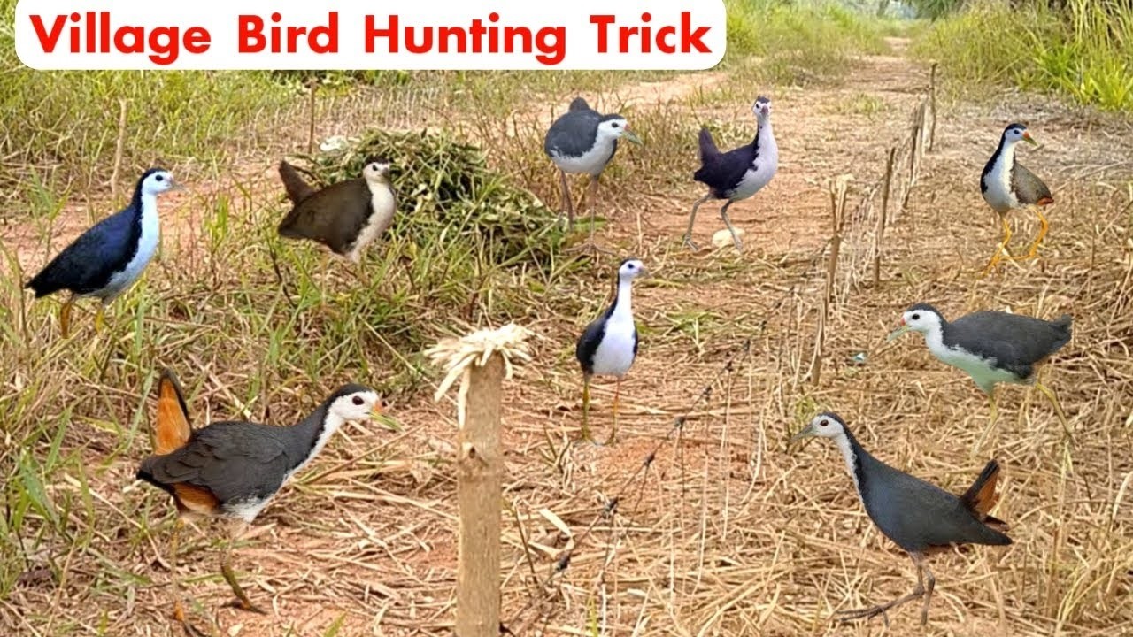Traditional Bird Trap Setup – Simple Design, Stunning Results! #The_Bird_Kingdom