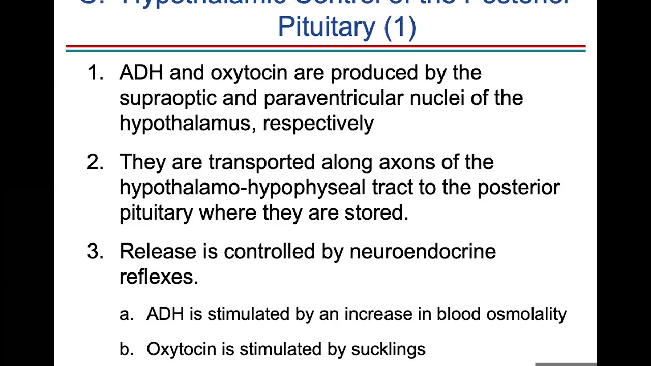 Ch. 11 (Endocrine System)