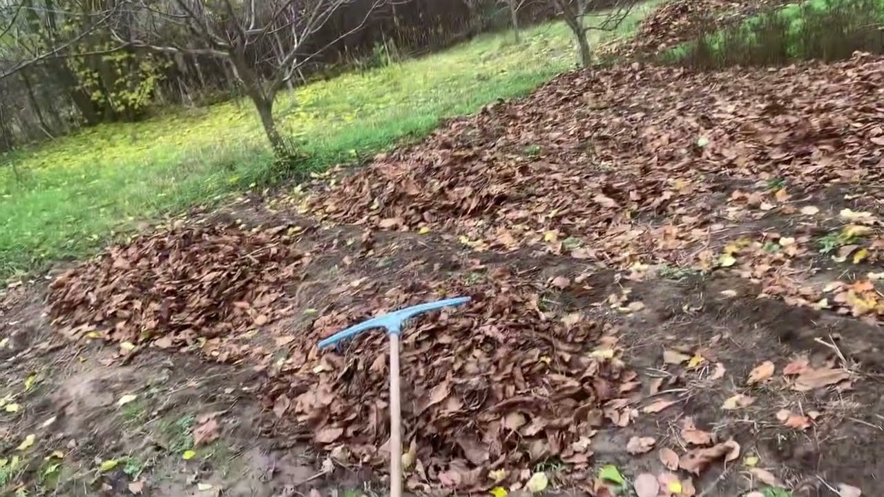 Перетворюємо листя в компост прямо на грядках #огород #компост #мульча #опалелистя