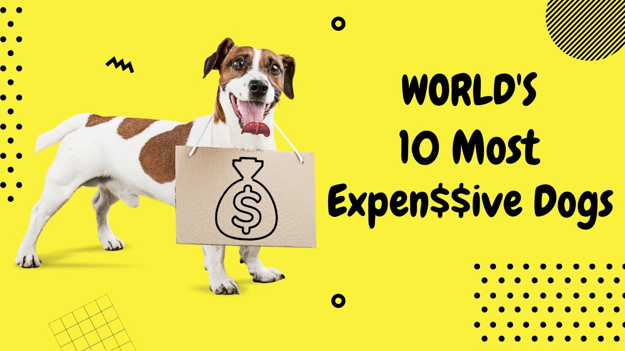 World's 10 Most Expensive Dog Breeds