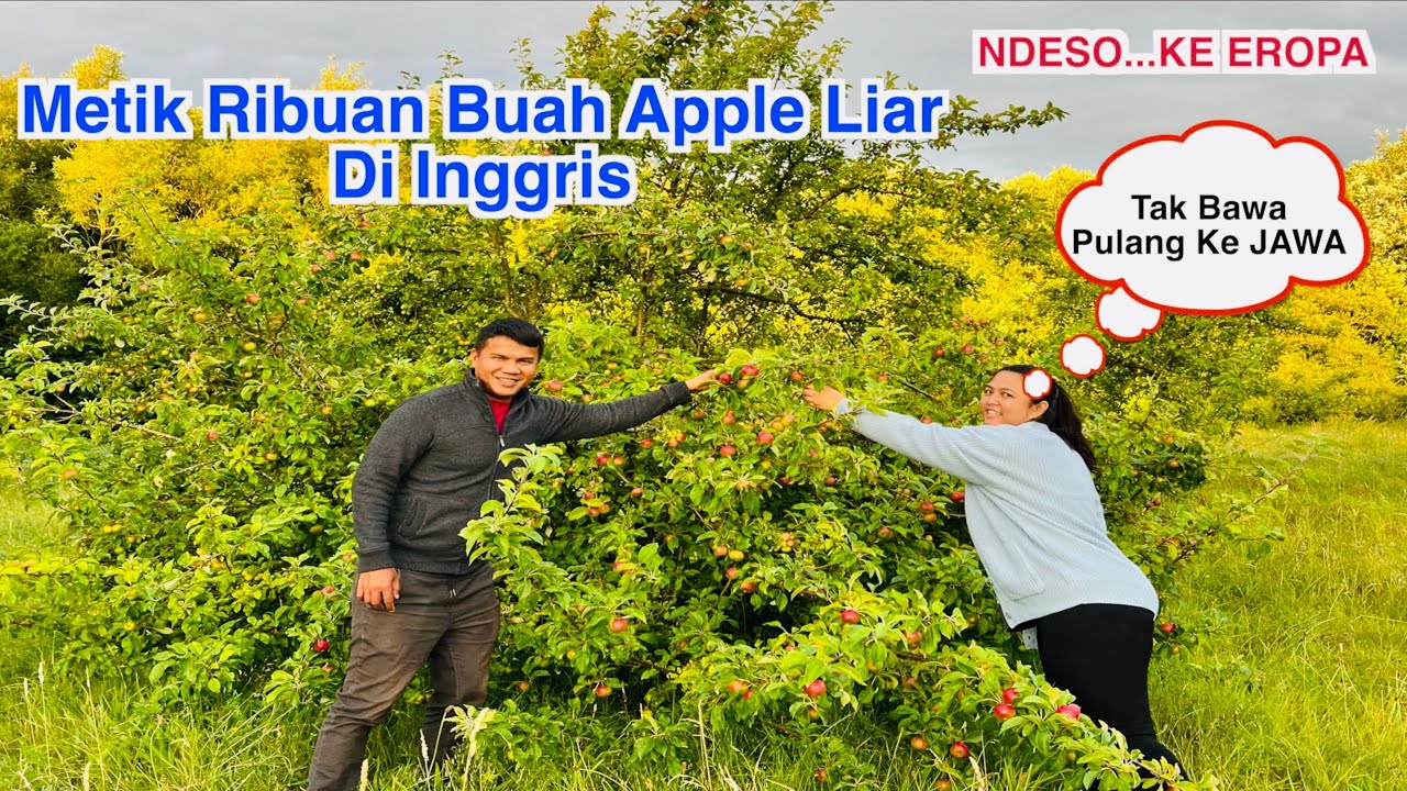 Panen Ribuan Buah Liar Di Inggris