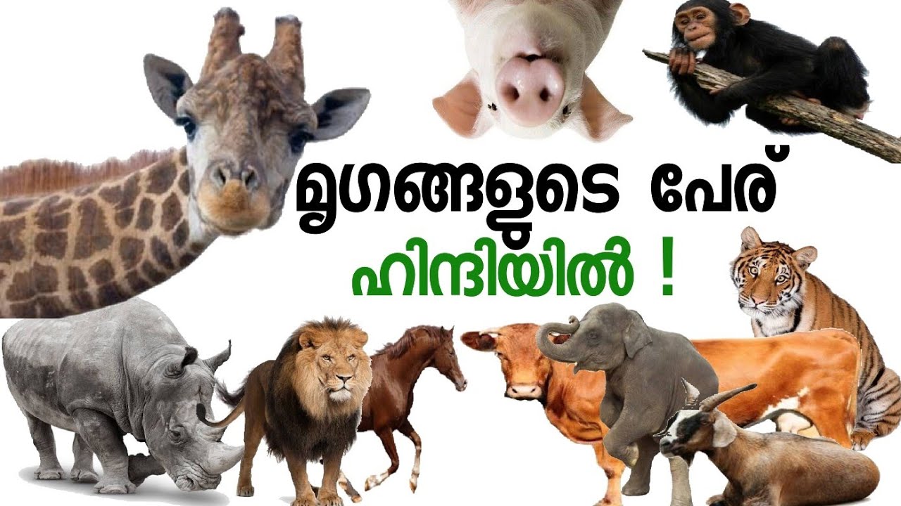 Animal names in Hindi |മൃഗങ്ങളുടെ പേര് ഹിന്ദിയില്‍ പഠിക്കാം