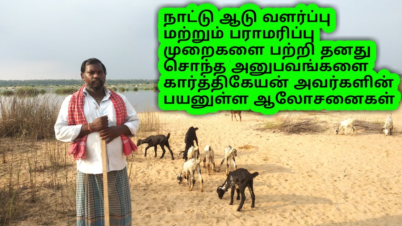 நாட்டு ஆடு வளர்ப்பு முறைகள் || nattu aadu valarpu || goat farming in Tamil || organic goat farming