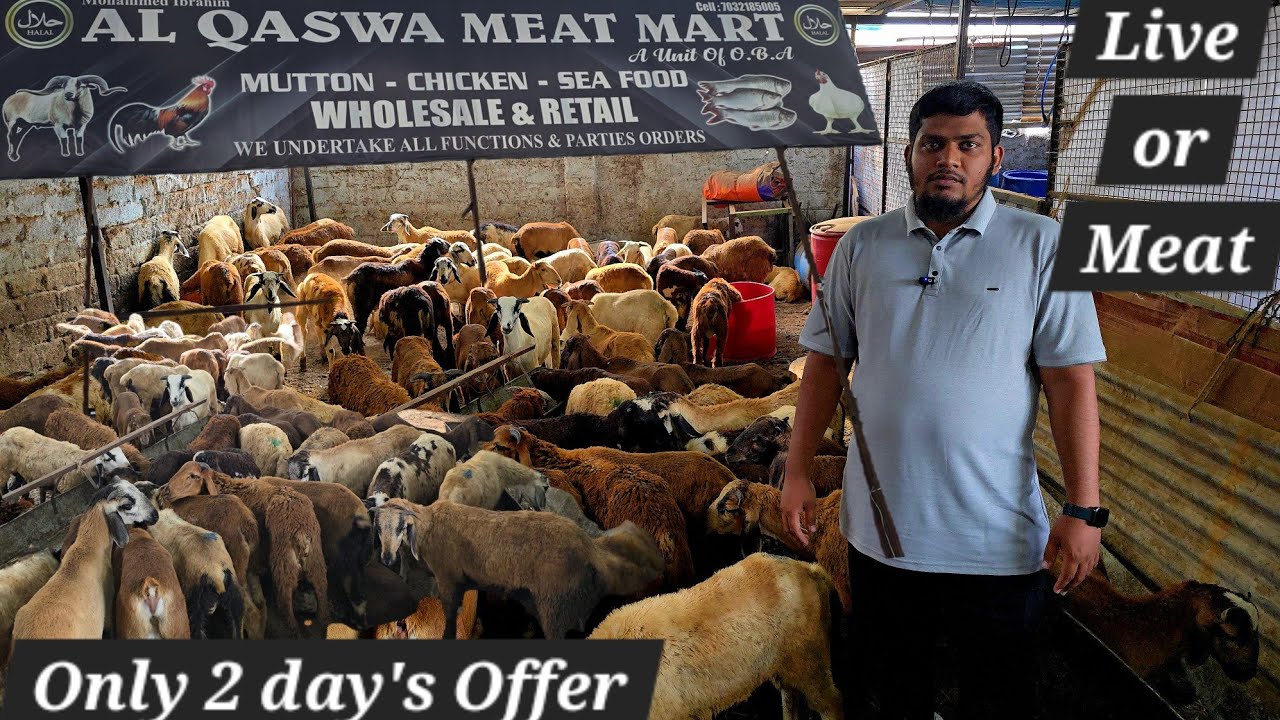 Al Qaswa meat mart falaknuma Hyderabad par milenge pure Telangana potla sheep's live or 🍖 available