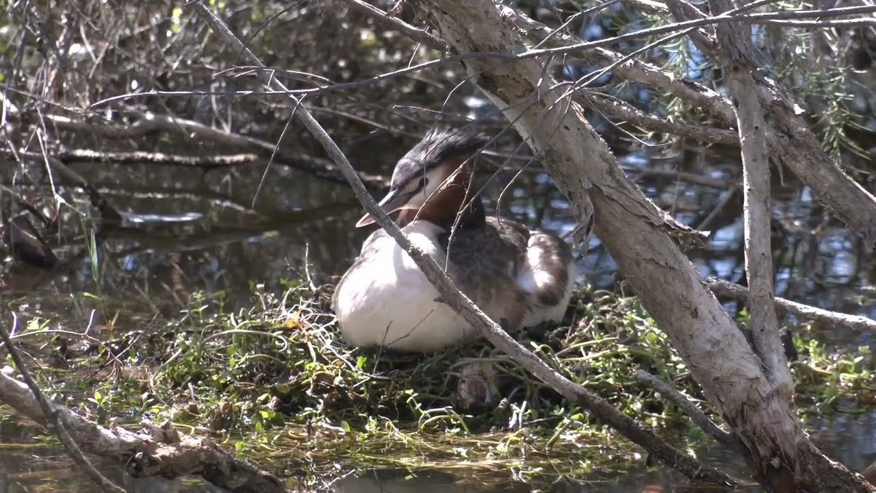 Conscientious Grebe parents nesting, hatching and feeding their delightful striped chicks.