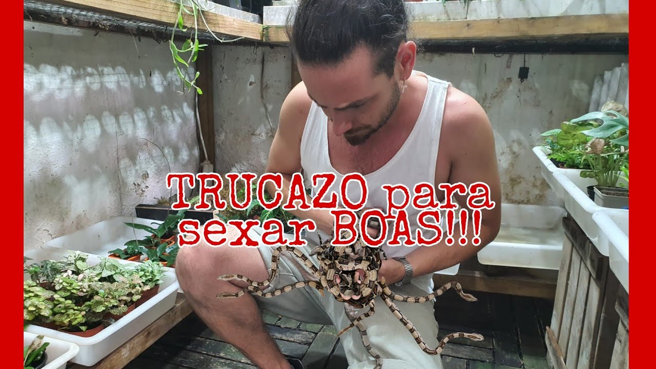APRENDE a sexar Boas desde recien nacidas como un PROFESIONAL solamente con tus manos.