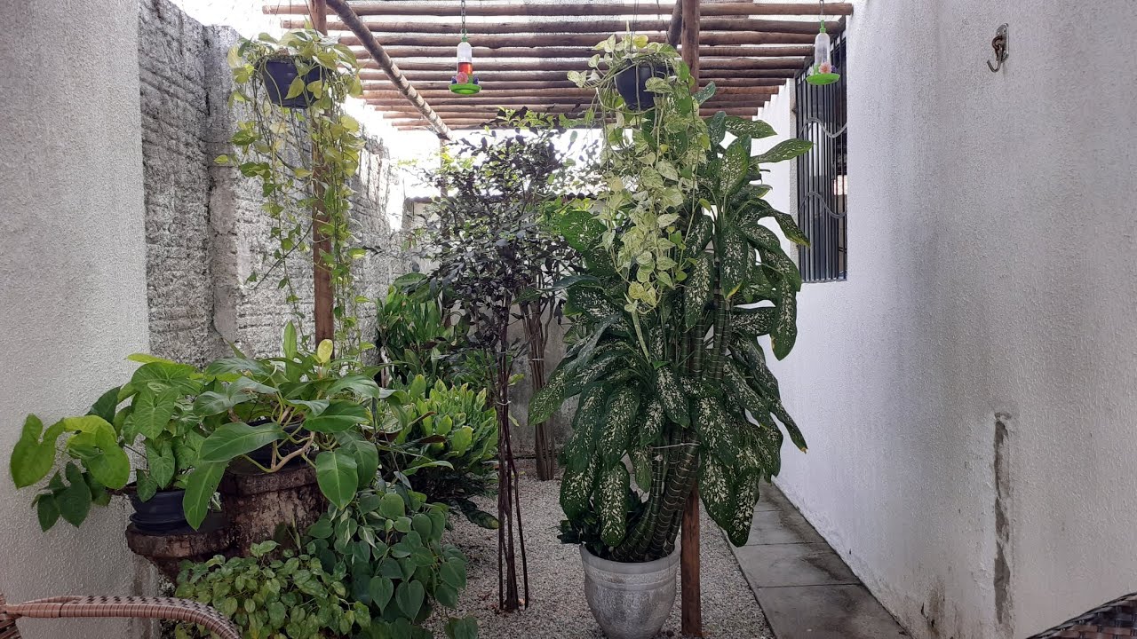 JARDIM. MANUTENÇÃO DO JARDIM DE PEDRA. 🪴🌴🌵🍁🍂