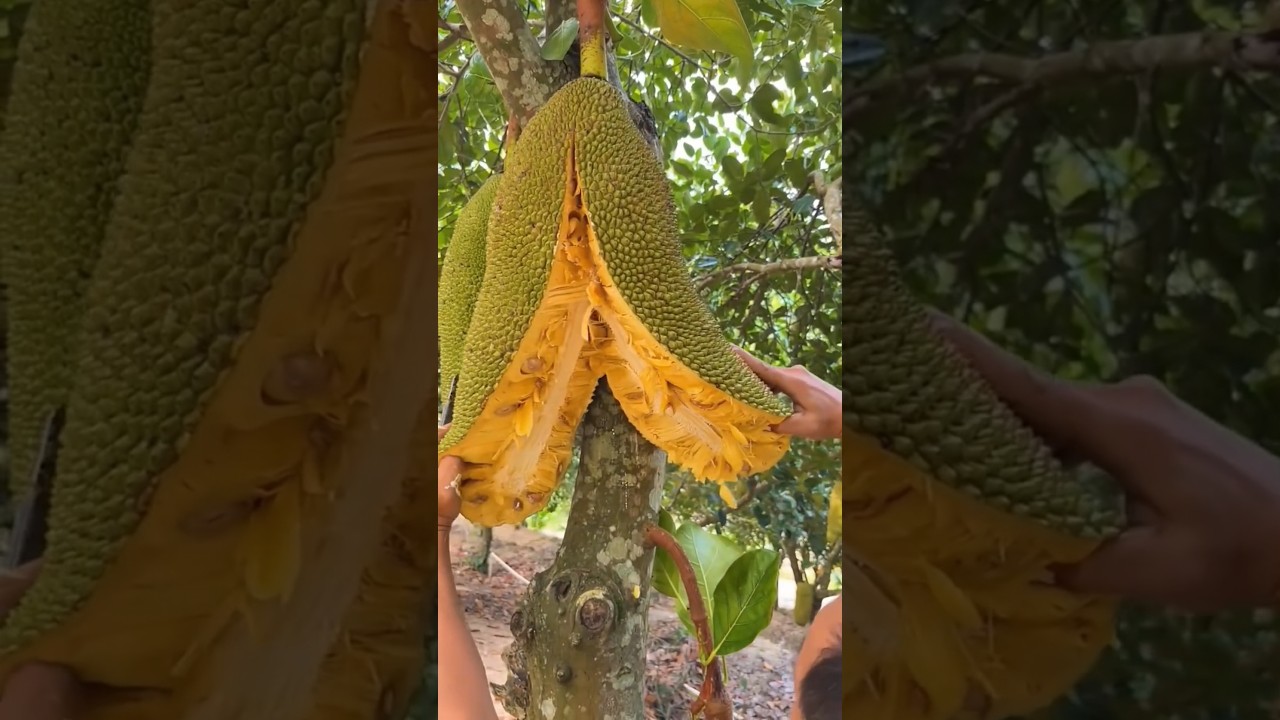Jackfruit Tree #shorts