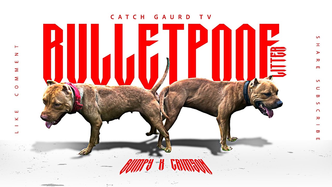 BulletProof Litter Bumpy x Crimson #pitbull #breeding #CatchGuardMegiddo